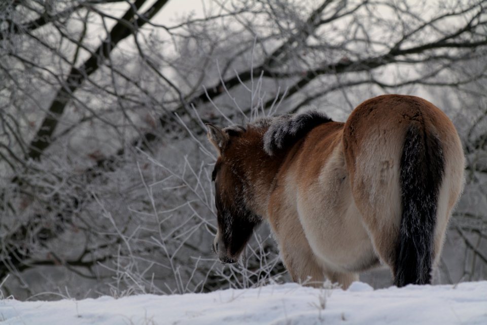 Döberitzer Heide wilderness area with snow 2021-02-14 53