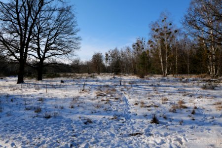 Döberitzer Heide with snow 2021-02-14 261 photo