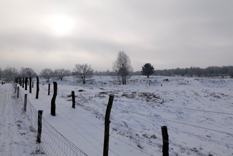 Döberitzer Heide wilderness area with snow 2021-02-14 60
