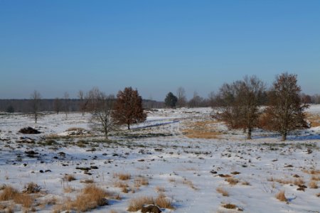 Döberitzer Heide with snow 2021-02-14 215 photo