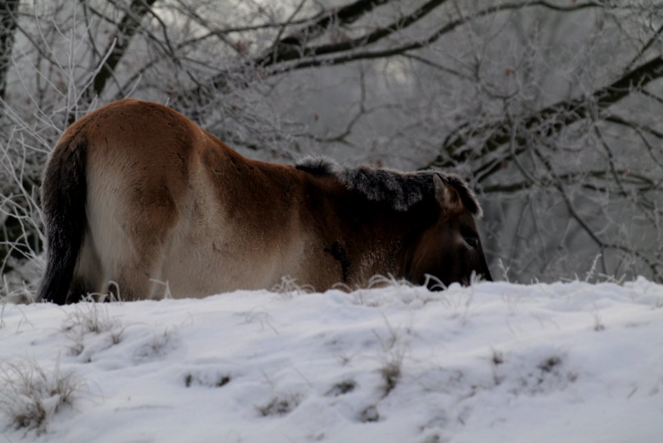 Döberitzer Heide wilderness area with snow 2021-02-14 57