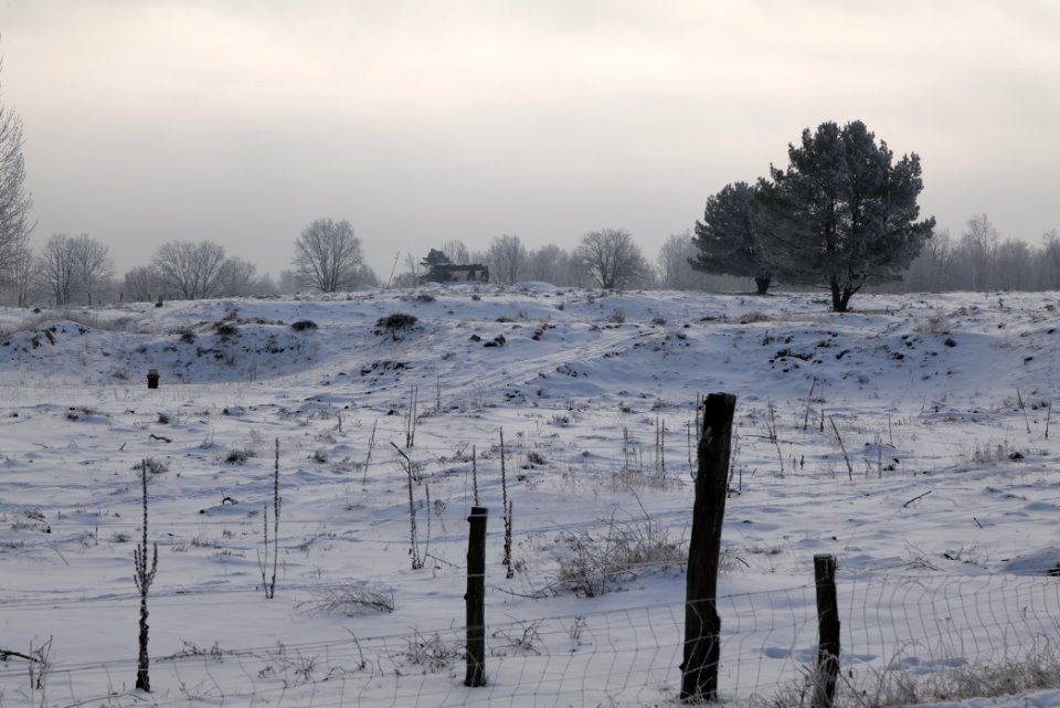 Döberitzer Heide wilderness area with snow 2021-02-14 69