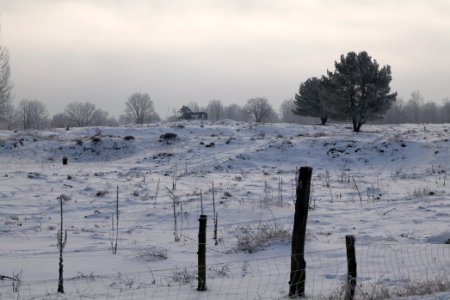 Döberitzer Heide wilderness area with snow 2021-02-14 69