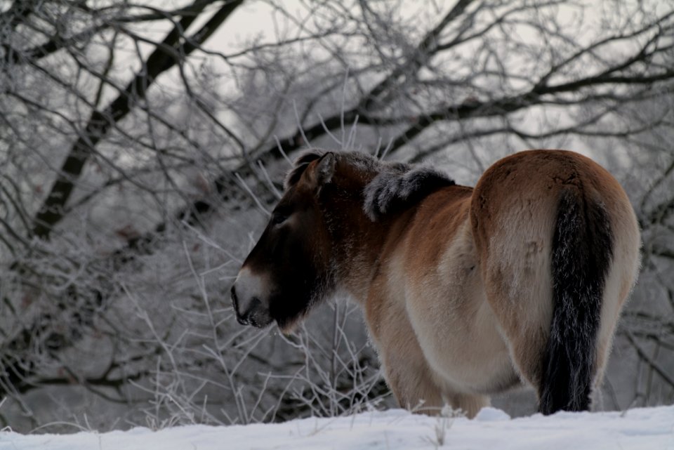 Döberitzer Heide wilderness area with snow 2021-02-14 52