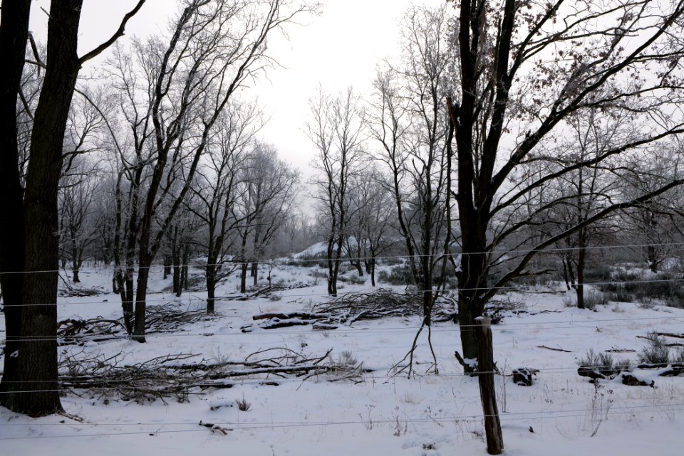 Döberitzer Heide wilderness area with snow 2021-02-14 34