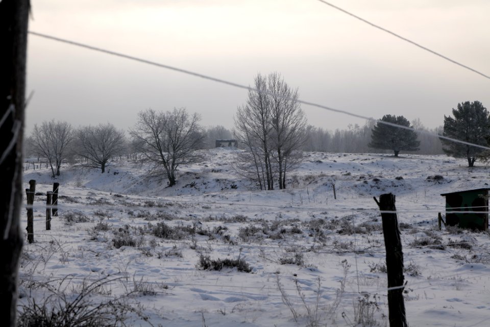 Döberitzer Heide wilderness area with snow 2021-02-14 65