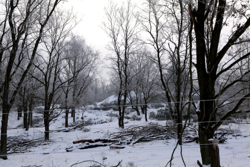 Döberitzer Heide wilderness area with snow 2021-02-14 35