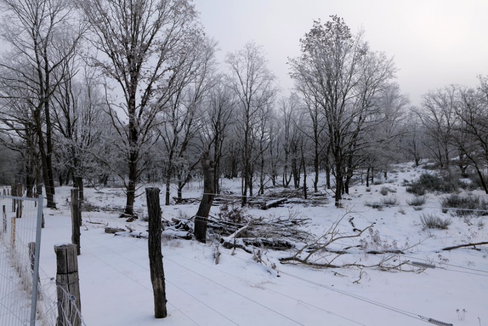 Döberitzer Heide wilderness area with snow 2021-02-14 37