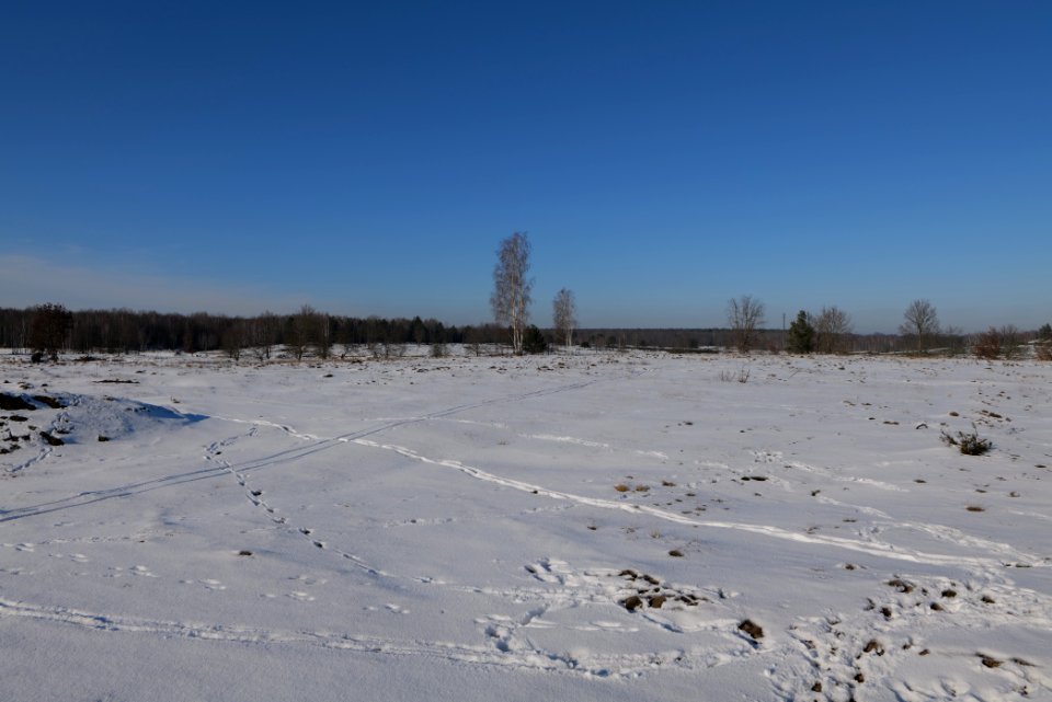Döberitzer Heide with snow 2021-02-14 229