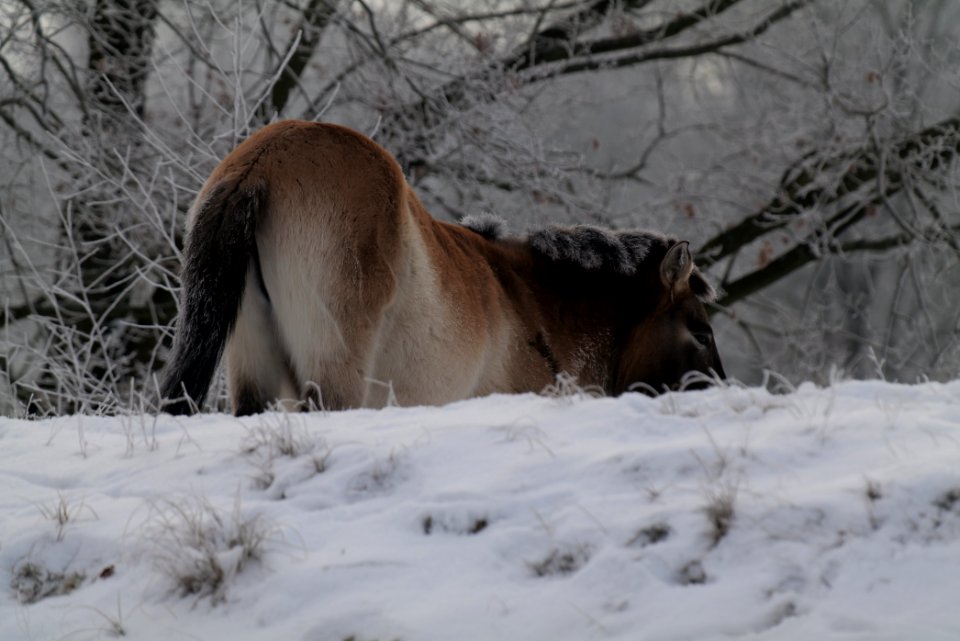 Döberitzer Heide wilderness area with snow 2021-02-14 56