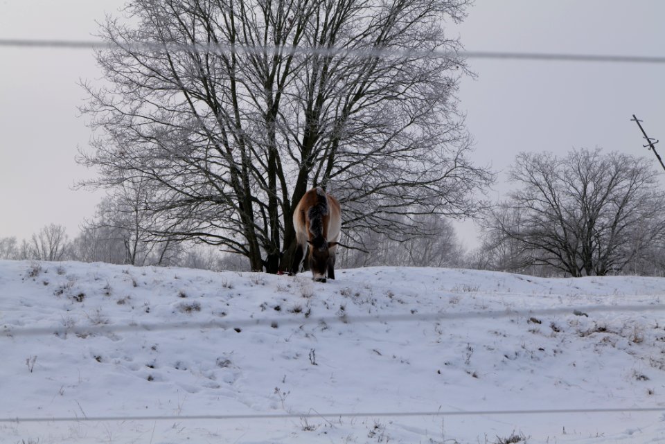 Döberitzer Heide wilderness area with snow 2021-02-14 48