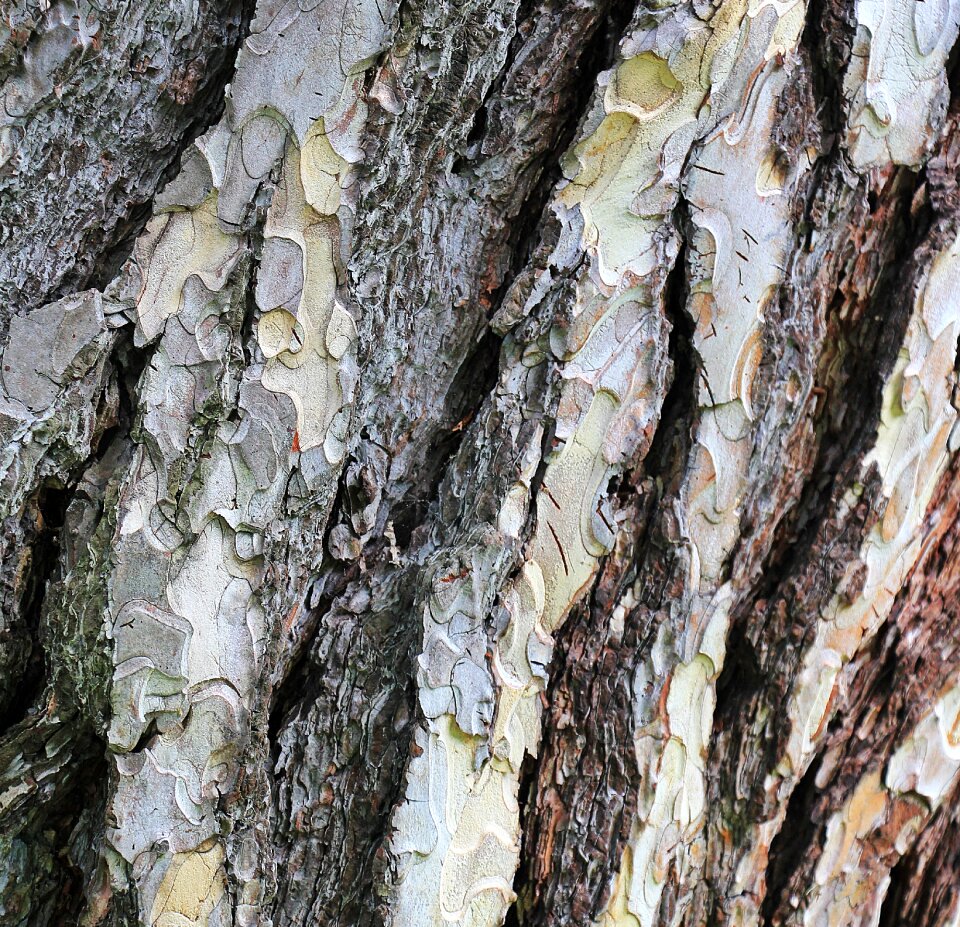Wood structure nature