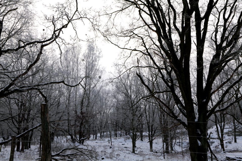 Döberitzer Heide wilderness area with snow 2021-02-14 33