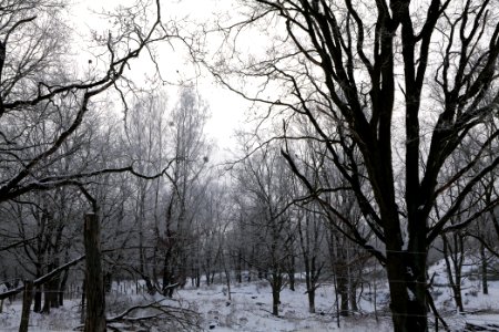 Döberitzer Heide wilderness area with snow 2021-02-14 33