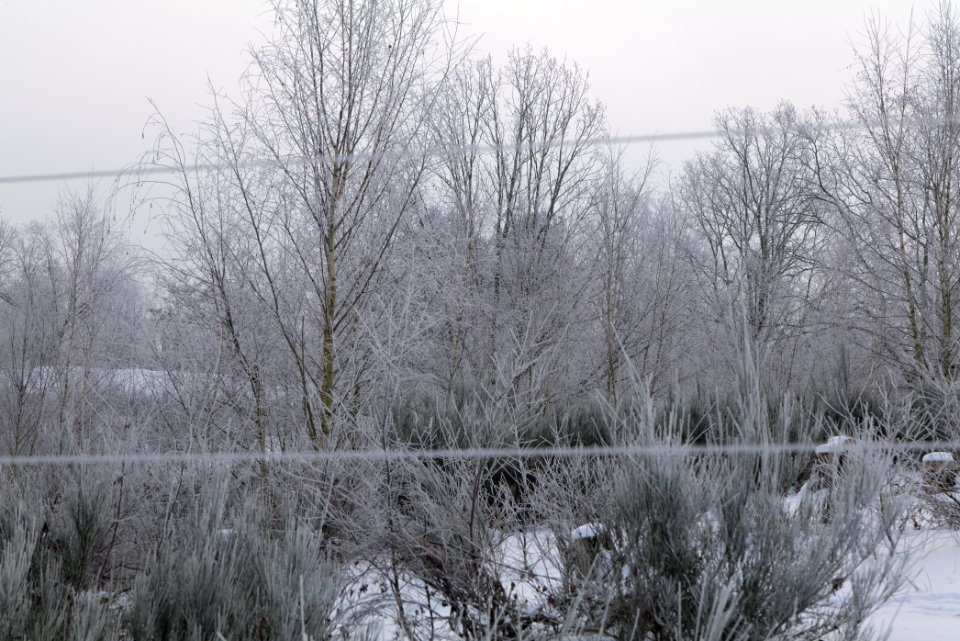 Döberitzer Heide wilderness area with snow 2021-02-14 43
