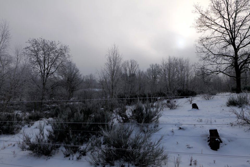 Döberitzer Heide wilderness area with snow 2021-02-14 40