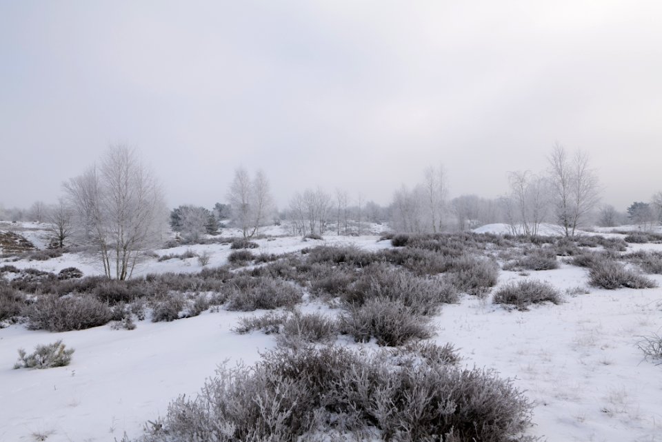 Döberitzer Heide with snow 2021-02-14 137