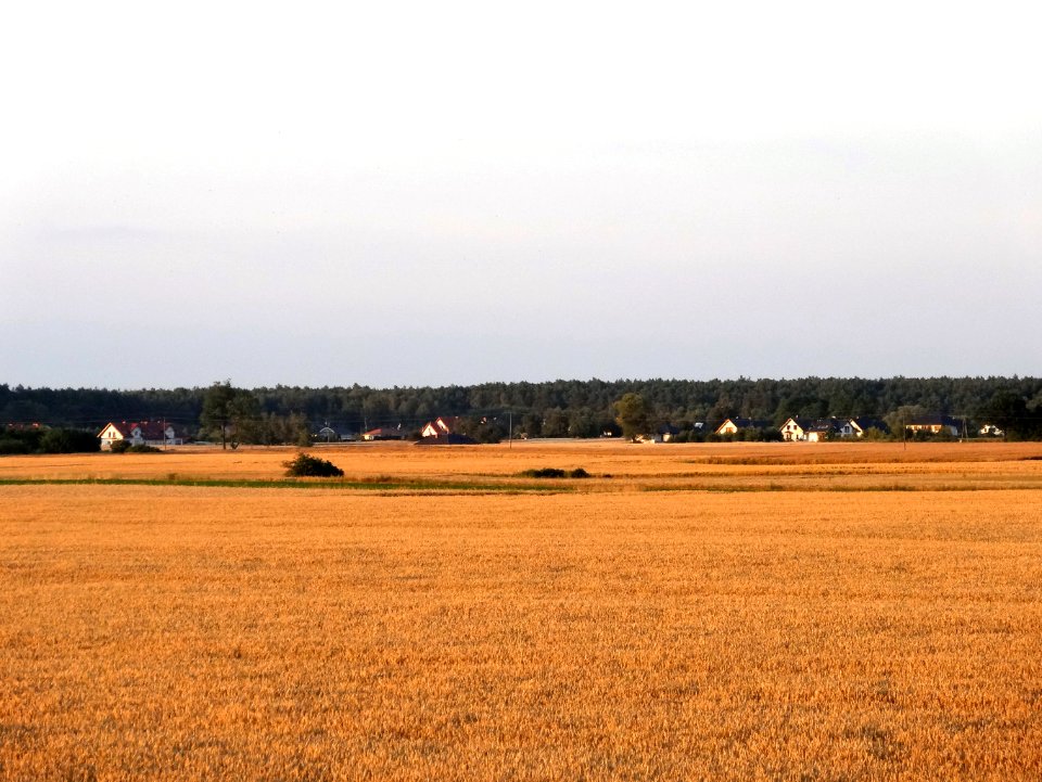 Czarnowczyn k Bydgoszczy 8 07-2014