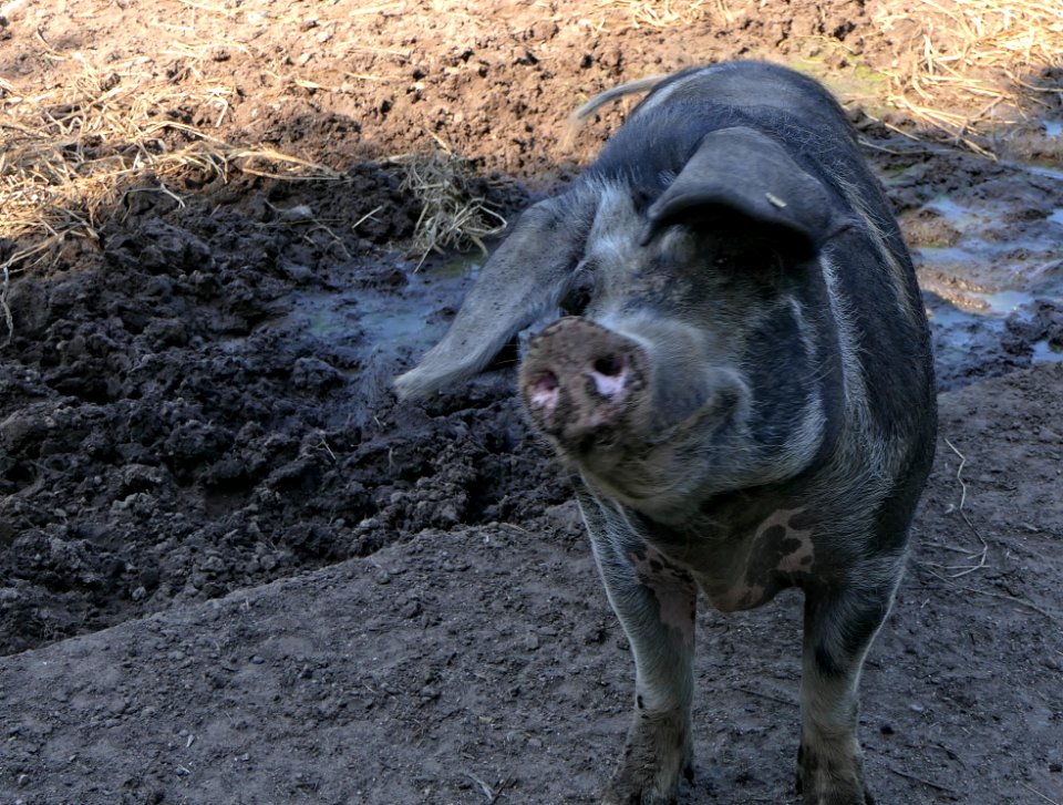 Dänisches Sortbroget Schwein (2)