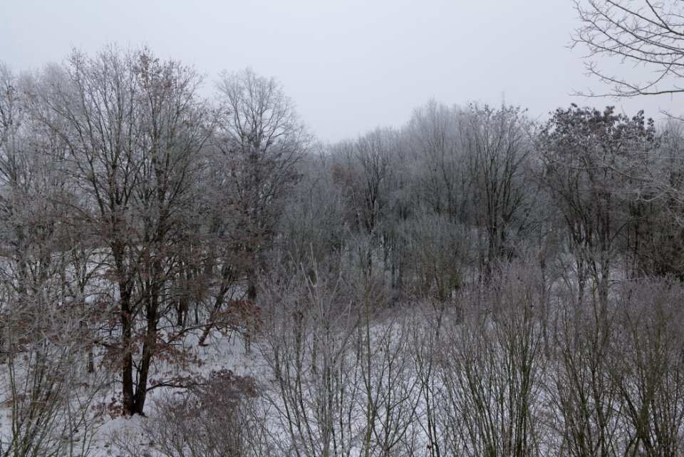 Döberitzer Heide with snow 2021-02-14 06