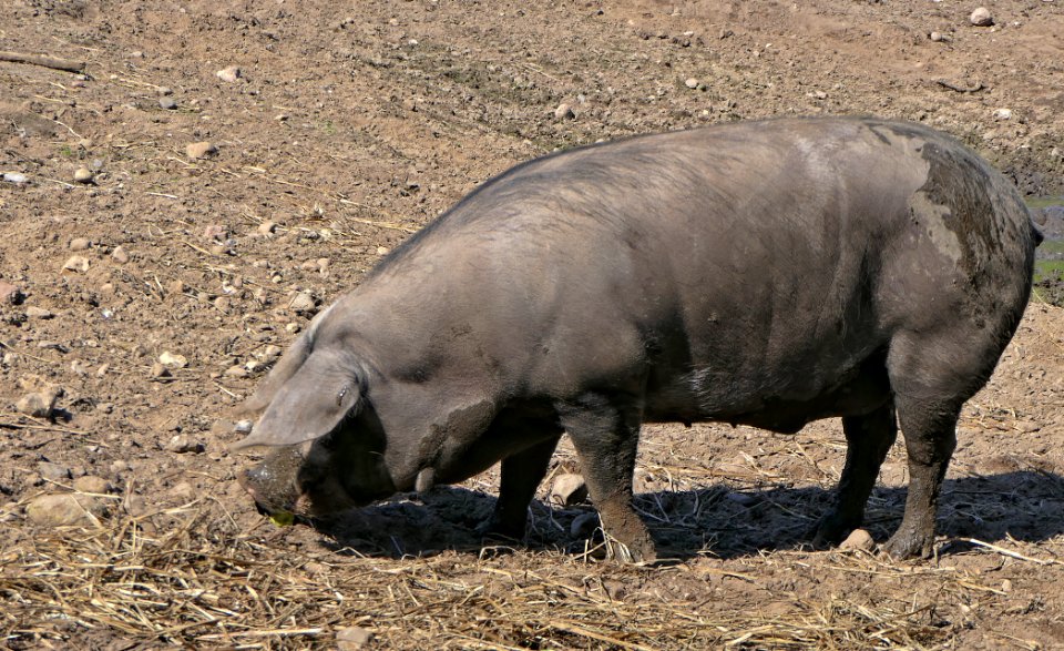 Dänisches Sortbroget Schwein (5)