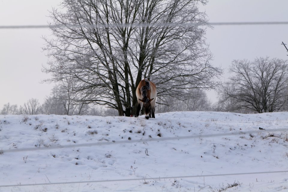 Döberitzer Heide wilderness area with snow 2021-02-14 49