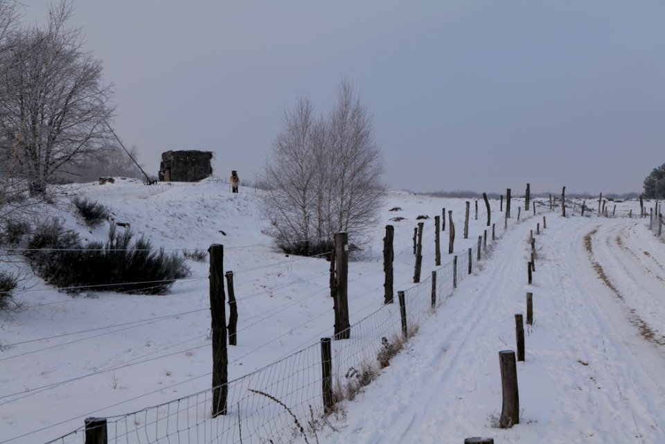 Döberitzer Heide wilderness area with snow 2021-02-14 46