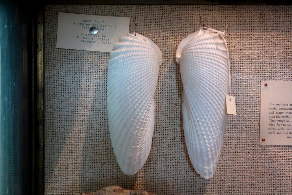 Cyrtopleura costata (Pholas costata), West Indies - Joseph Allen Skinner Museum - DSC07806