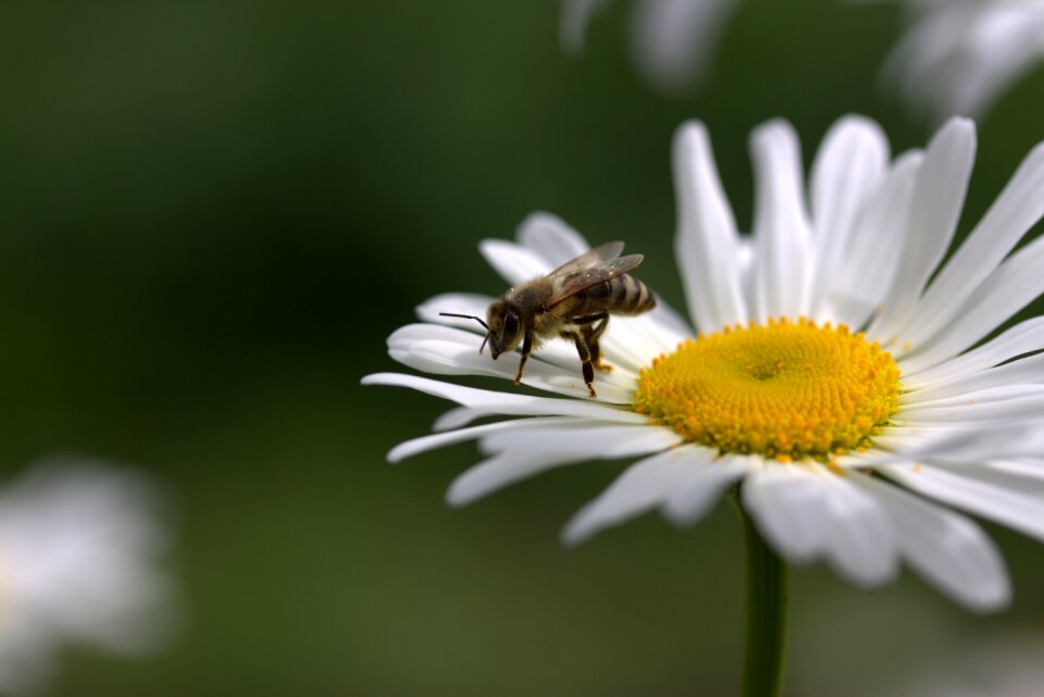 Work insecta nature