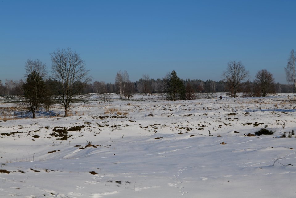 Döberitzer Heide with snow 2021-02-14 234