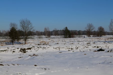 Döberitzer Heide with snow 2021-02-14 234