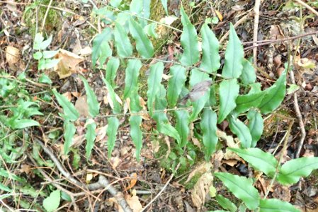 Cyrtomium fortunei 23734612