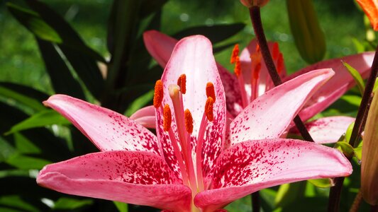 Lily nature plant photo