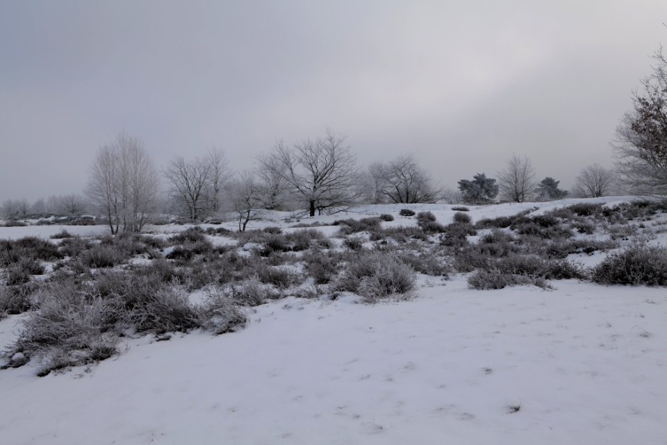Döberitzer Heide with snow 2021-02-14 116
