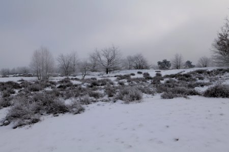 Döberitzer Heide with snow 2021-02-14 116