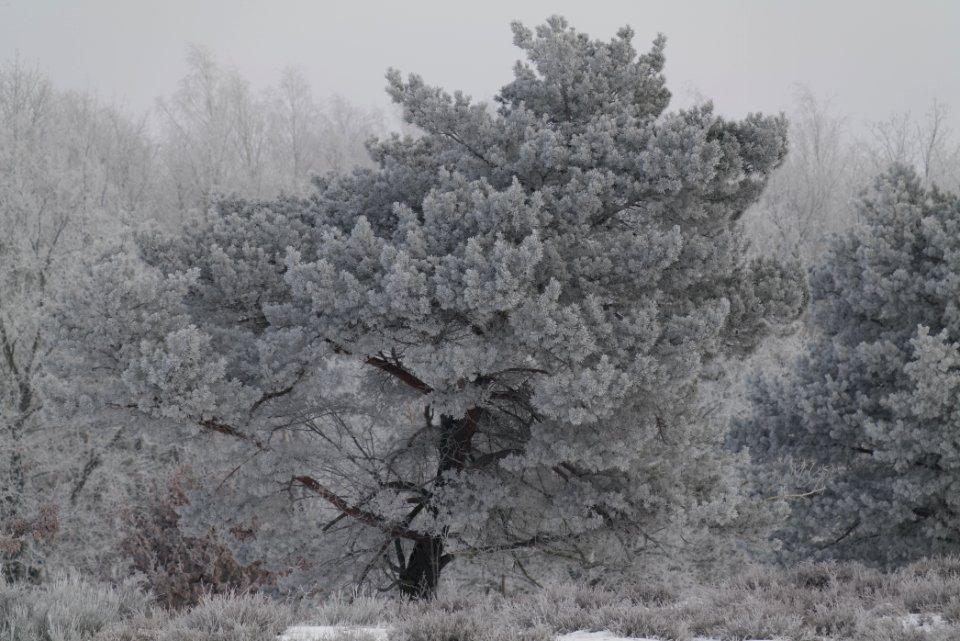 Döberitzer Heide with snow 2021-02-14 100