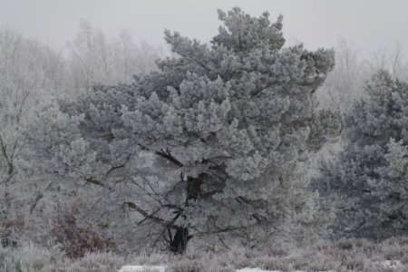 Döberitzer Heide with snow 2021-02-14 100