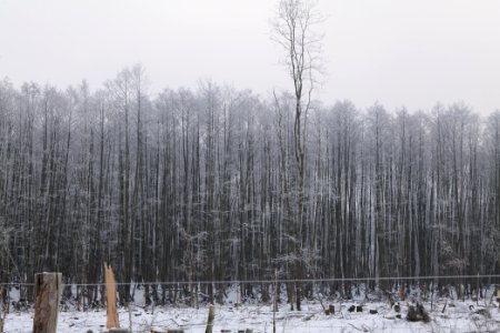 Döberitzer Heide wilderness area with snow 2021-02-14 27