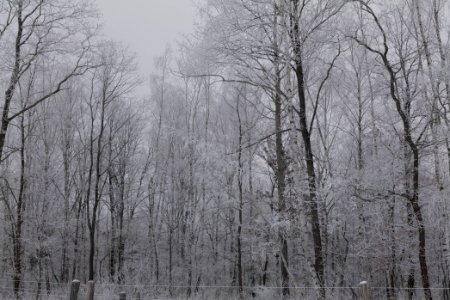Döberitzer Heide wilderness area with snow 2021-02-14 07