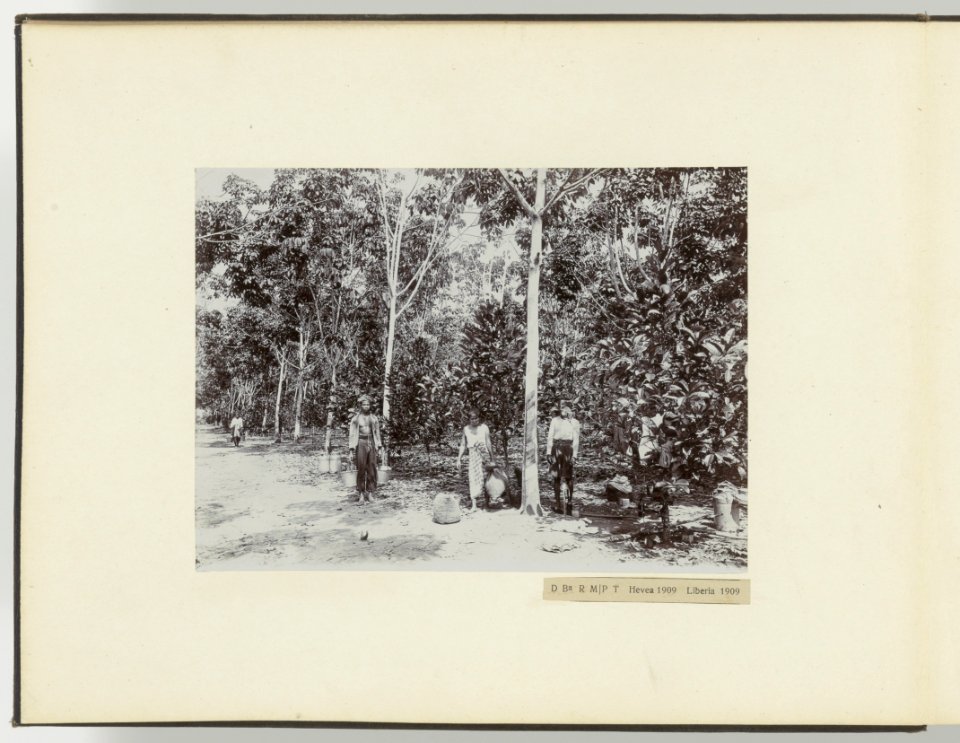 D Ba R MP T Hevea 1909 Liberia 1909, Bestanddeelnr 817 28
