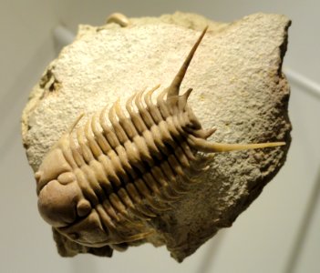 Cyrtometopus sembnitzkii, Middle Ordovician, Volkhov-Lynna Formations, St. Petersburg region, Russia - Houston Museum of Natural Science - DSC01487