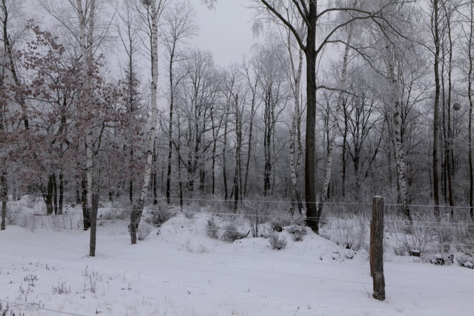 Döberitzer Heide wilderness area with snow 2021-02-14 02