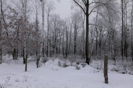 Döberitzer Heide wilderness area with snow 2021-02-14 02