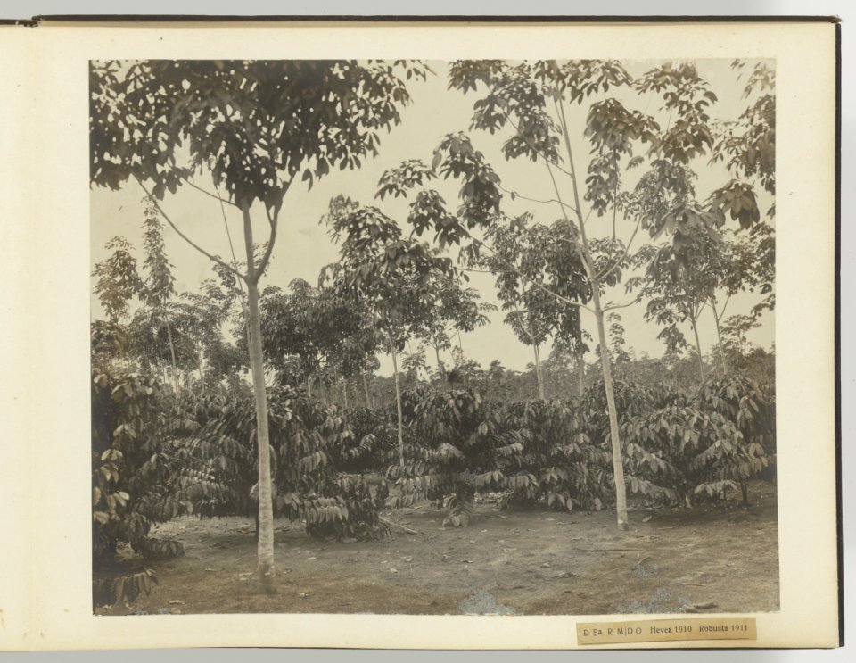 D Ba R MD O Hevea 1910 Robusta 1911, Bestanddeelnr 817 17