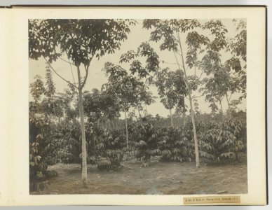 D Ba R MD O Hevea 1910 Robusta 1911, Bestanddeelnr 817 17