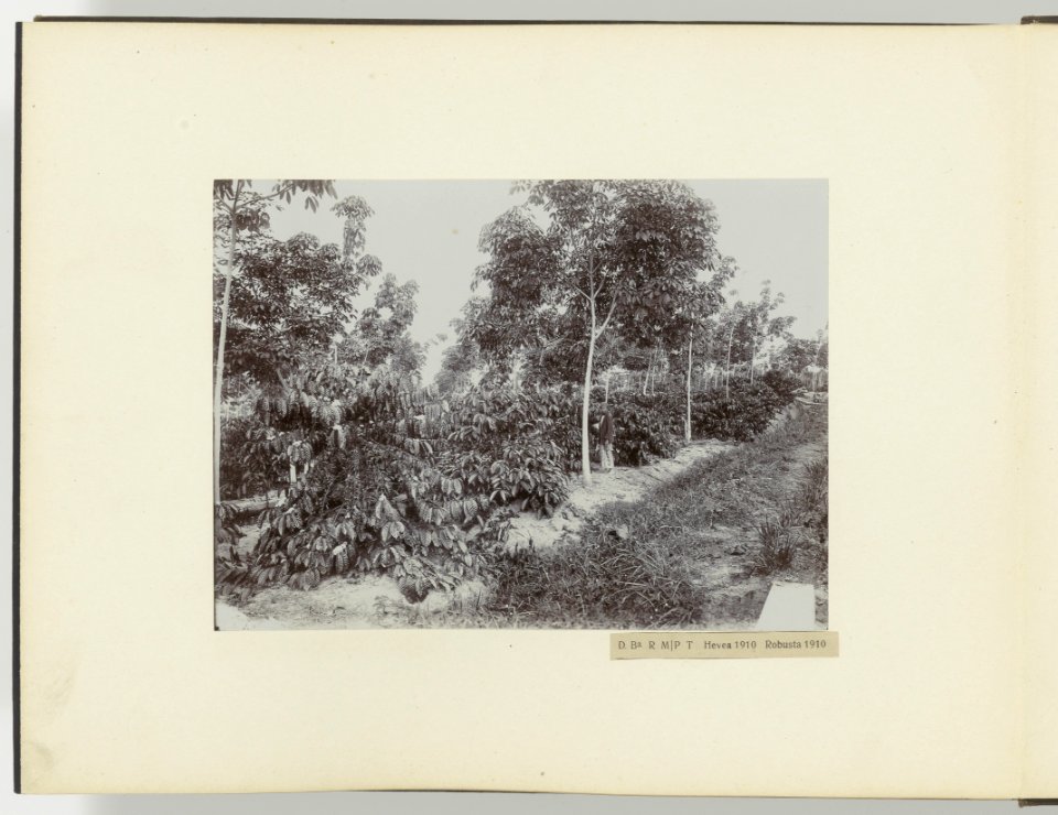 D Ba R MB B Theeaanplant Juni 1912, Bestanddeelnr 817 33