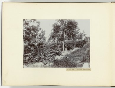 D Ba R MB B Theeaanplant Juni 1912, Bestanddeelnr 817 33