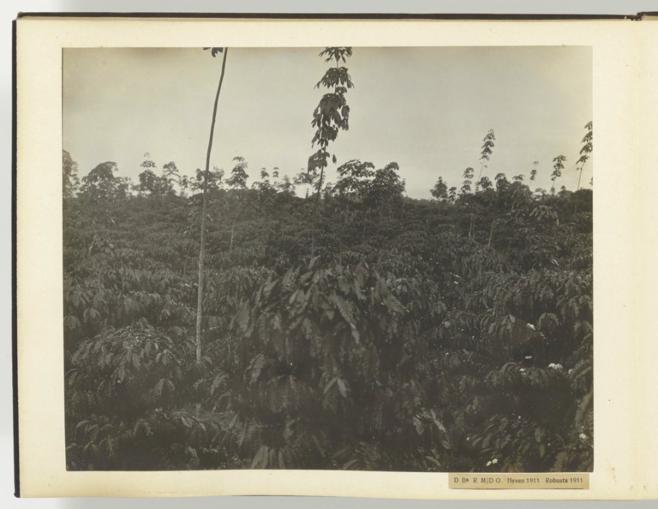 D Ba R MD O Hevea 1911 Robusta 1911, Bestanddeelnr 817 16