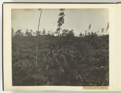 D Ba R MD O Hevea 1911 Robusta 1911, Bestanddeelnr 817 16