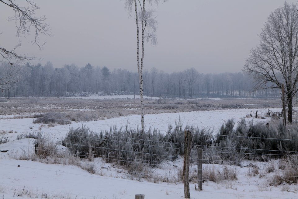 Döberitzer Heide wilderness area with snow 2021-02-14 13
